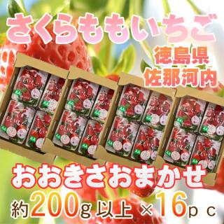 徳島県産　さくらももいちご　おおきさおまかせ　16パック　1パック約200g以上　※クール便発送　