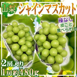 山梨県産　シャインマスカット　約480g×2房　※クール便発送